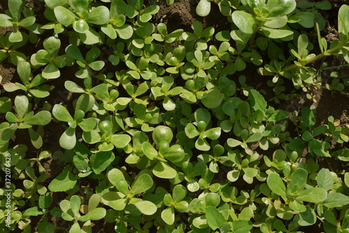 Wallpaper Mural purslane garden, large amount of cultivated purslane, medicinal herb purslane, omega 3 and purslane, Torontodigital.ca