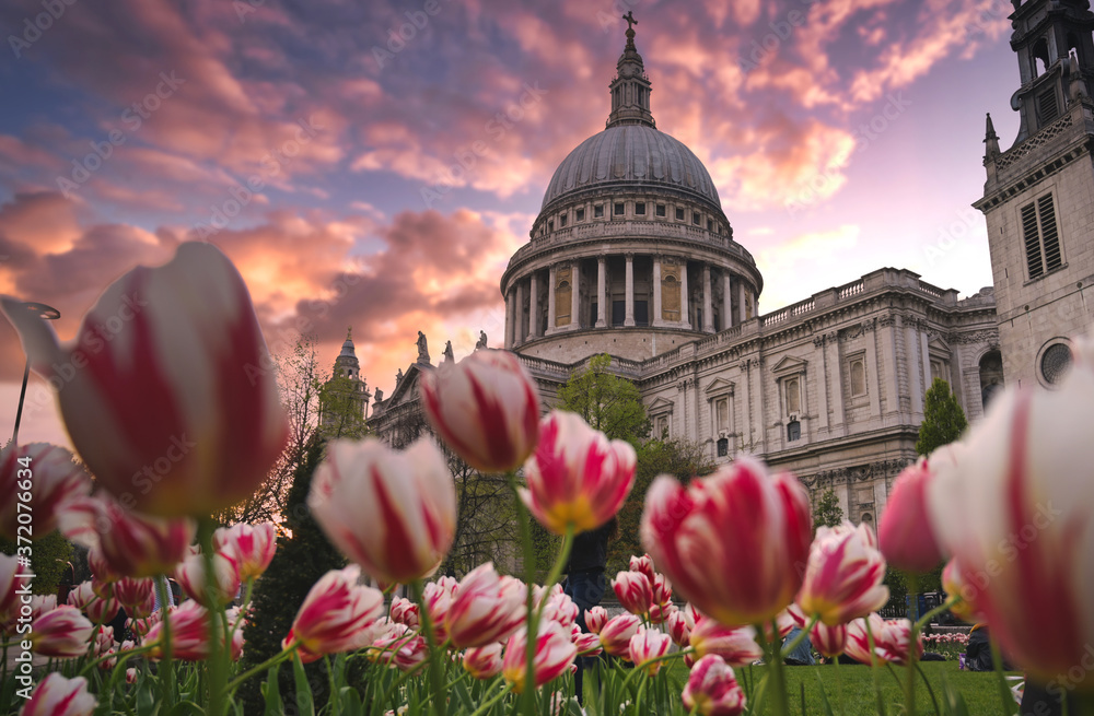 St. Paul's Cathedral in central London, UK at dusk.