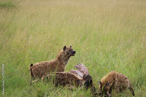 Hyenas eating wildebeest carcass in Kenya, Africa