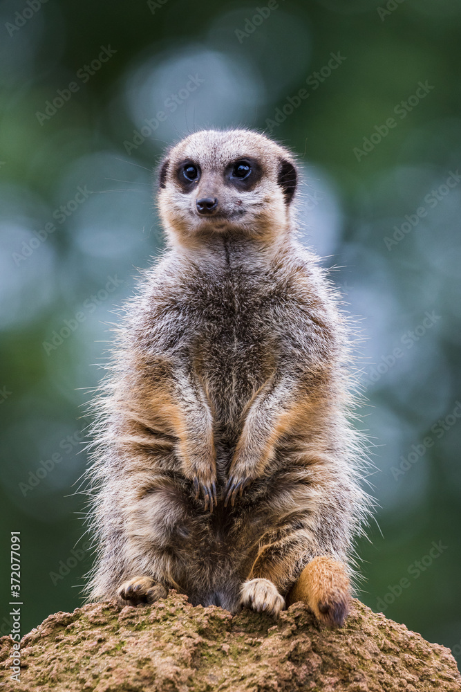 Meerkat perched on a rock Meerkat perched on a rock