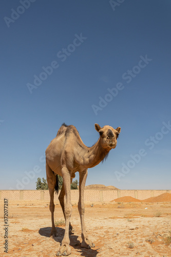 A camel is a pet from the family of camels and ruminants. Large body  slender legs  long neck  small head and ears  lip clefts  strong teeth. It is a point or age in which fats are stored or stored in