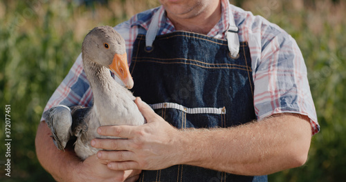 Tableau sur toile A farmer holds a large goose. Poultry and food from local farmers