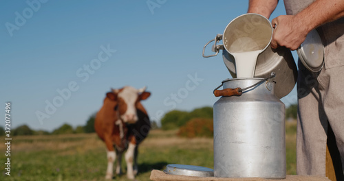 Farmer pours milk into can, in the background of a meadow with a cow Fototapet