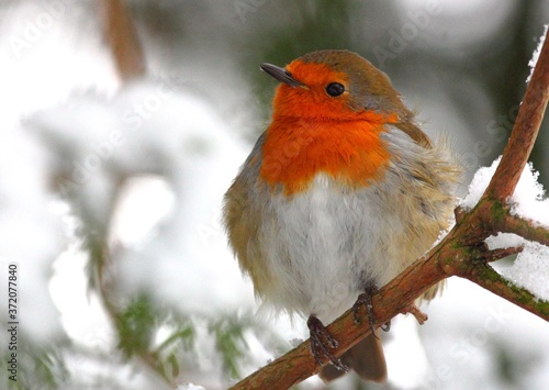 Fotografie, Obraz winter scene of robin redbreast in trees covered in snow