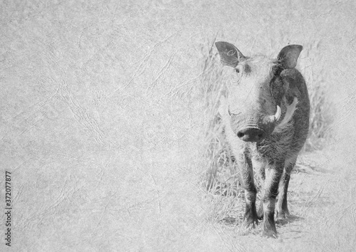 Black and White Image of Large Warthog on Card Banner photo
