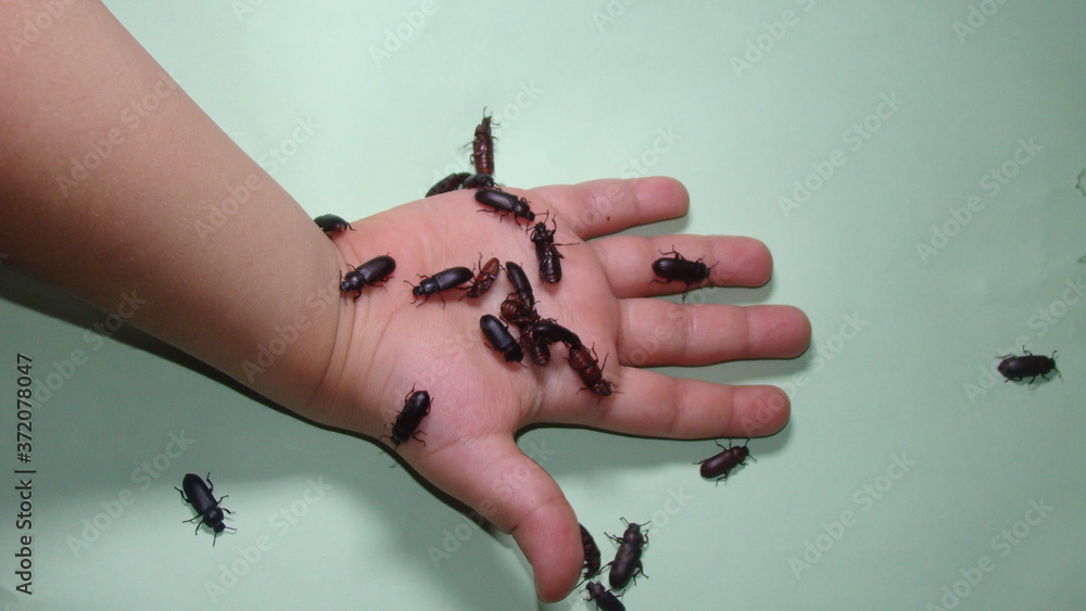 holding insects mealworms adult superworm hand and beetles on white