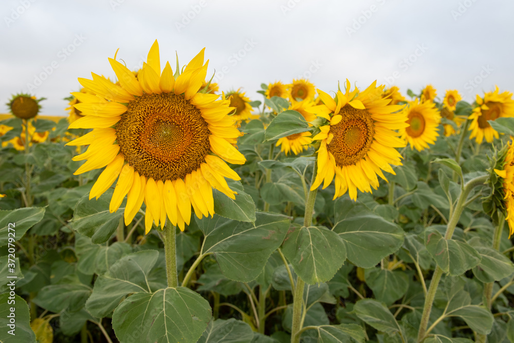 field of sunflowers