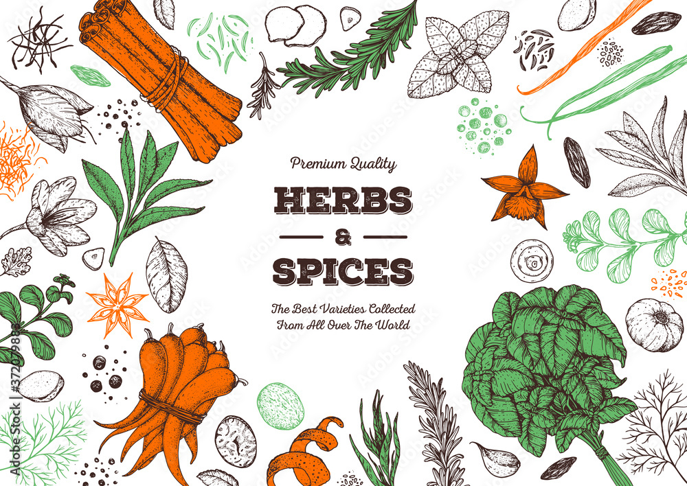 Herbs and spices hand drawn vector illustration. Aromatic plants. Hand