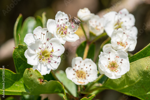 Fotografía Close up of mayflower (crataegus laevigata) blossom