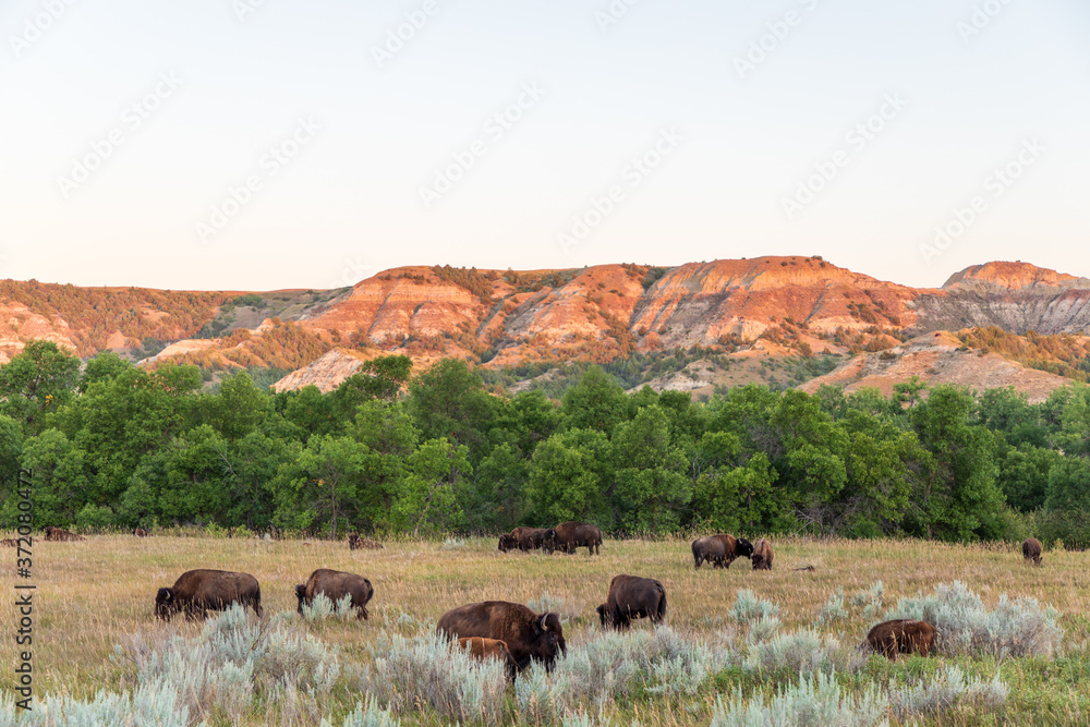 Buffalo in field at sunrise