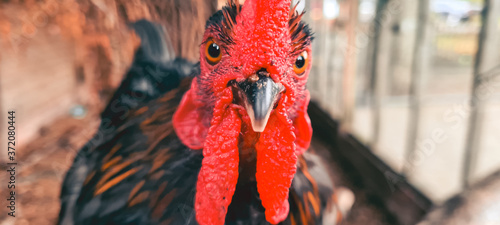 head of a rooster