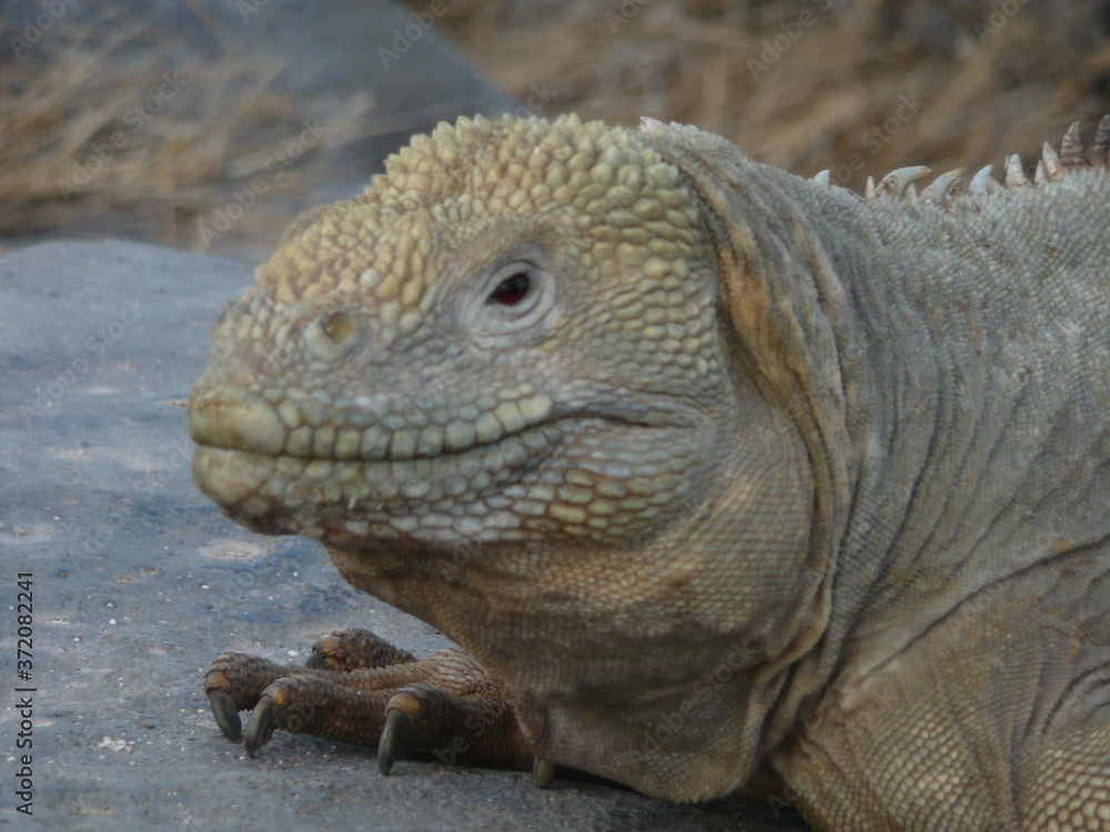 Obraz premium galapagos land iguana