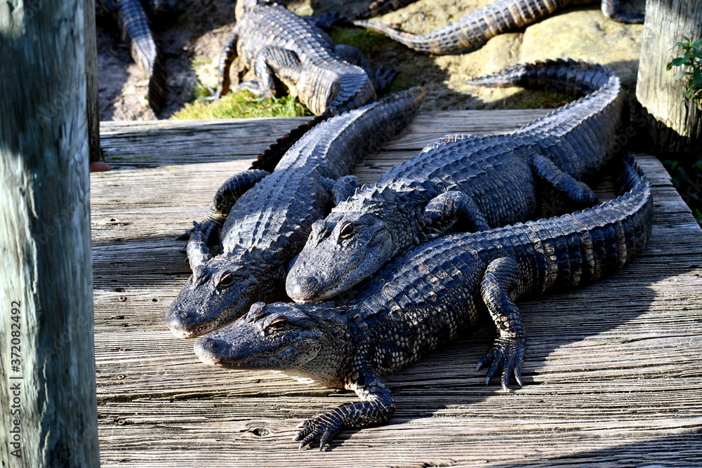 Obraz premium Alligators protecting a dock