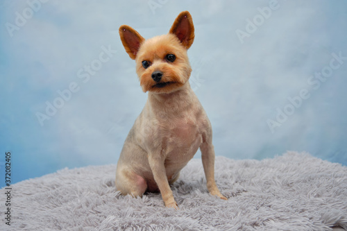 a Yorkshire Terrier on a blue background sits on a grey carpet after grooming procedures © Ihar
