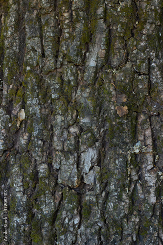 Fototapeta Naklejka Na Ścianę i Meble -  Rough tree bark with moss