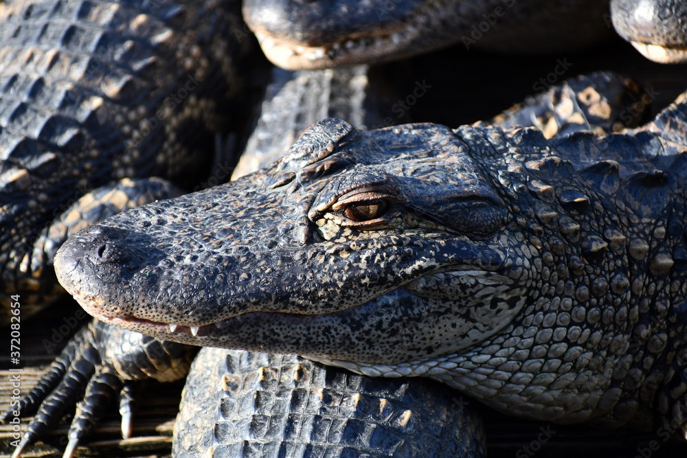 Fototapeta premium Side view of large alligator