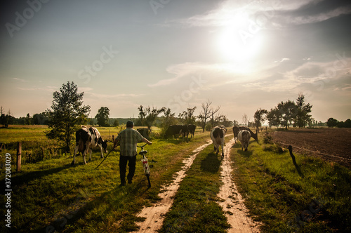 rural landscape with cows on the road 