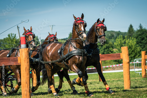 Running horses in harness. Training of horse pulling carriage for animal sport equestrian event