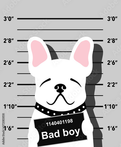 mugshot of wanted dog holding a banner. French Bulldog criminel. Vector illustration isolated on grey background.