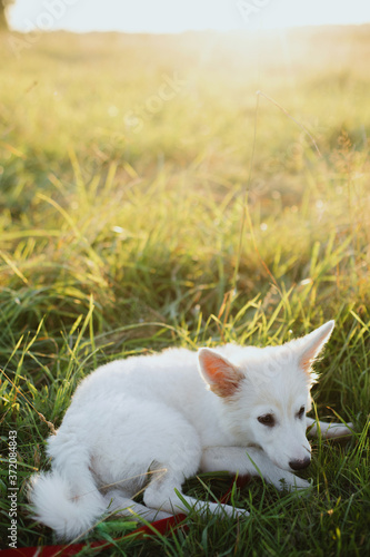 Cute white puppy sitting in warm sunset light among grass in summer meadow Adorable fluffy puppy exploring world in summer park. Adoption concept  copy space. Beautiful moment