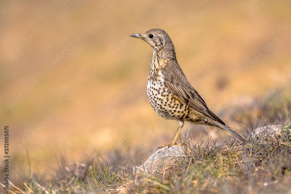 Mistle thrush perched on stone