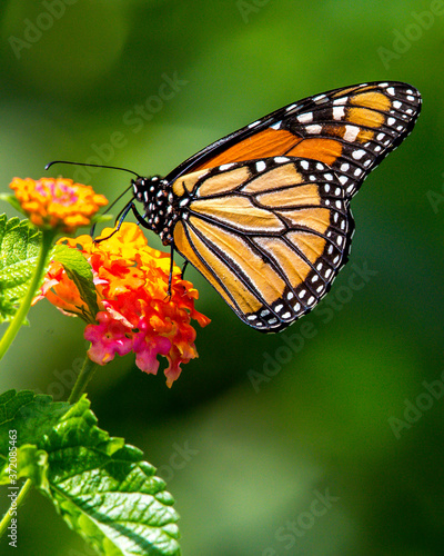 Tela Monarch butterfly on a flower