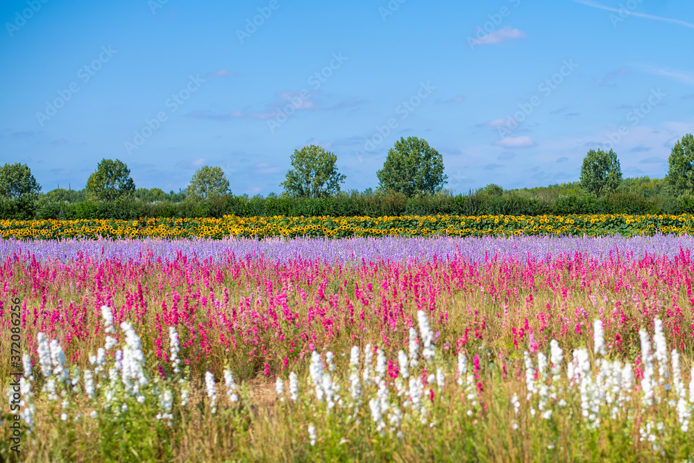 Fototapeta premium field of flowers