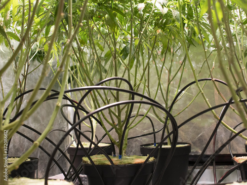 View of a beautifully lit cannabis plant with automatic irrigation system
