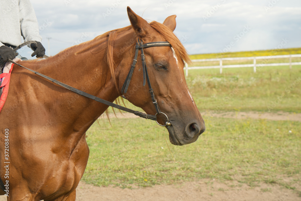 female hands hold the horse's reins while sitting in the saddle, horse portrait female hands hold the horse's reins while sitting in the saddle, horse portrait