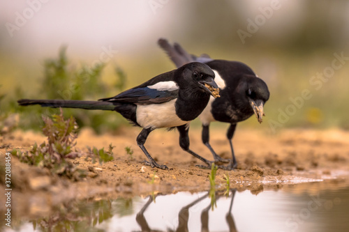 Two Eurasian Magpie photo