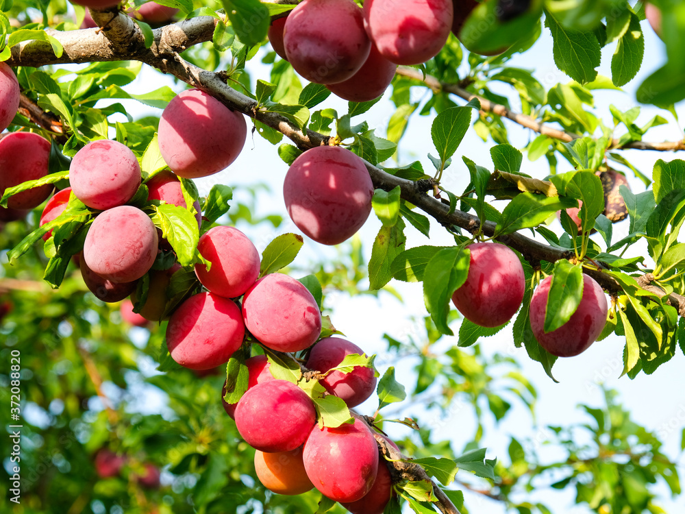 Obraz premium Ripe plums on a branch in the garden