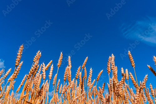 Field of barley in a summer day
