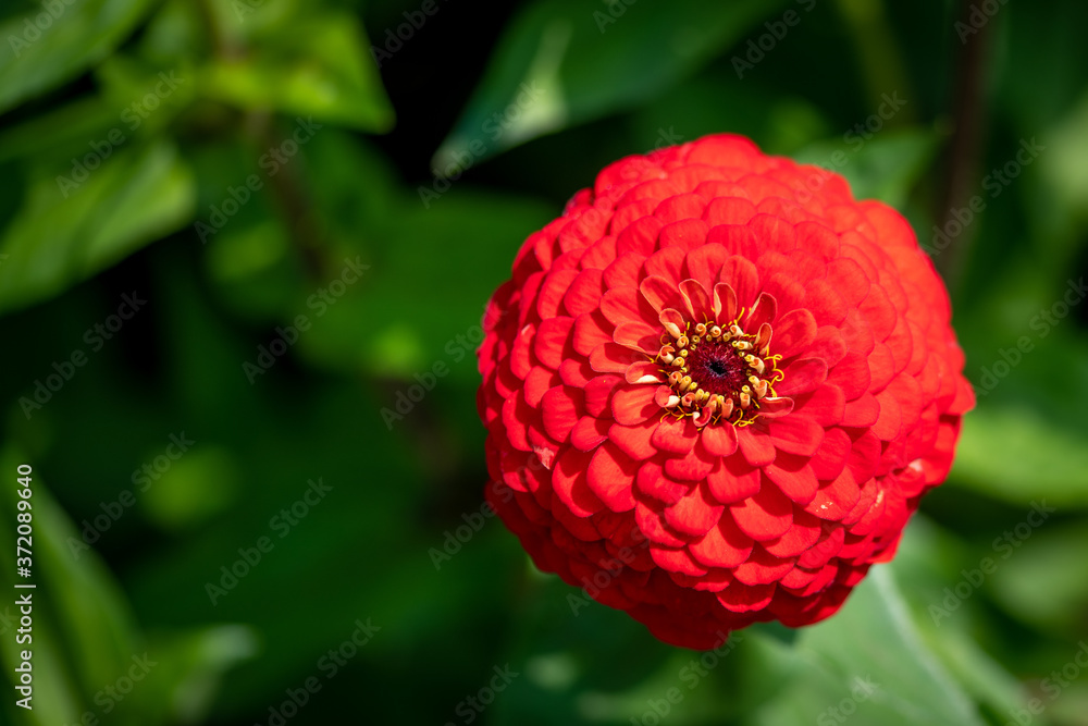 red dahlia flower red dahlia flower