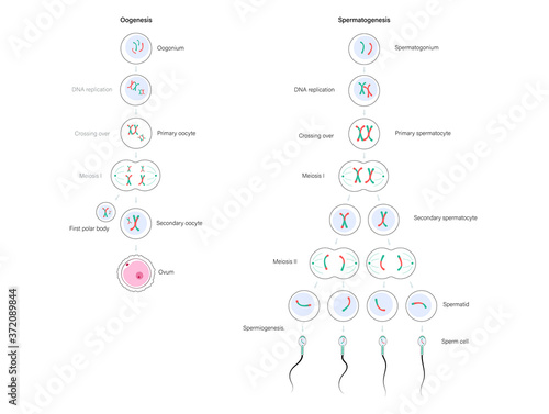 Human fertility concept