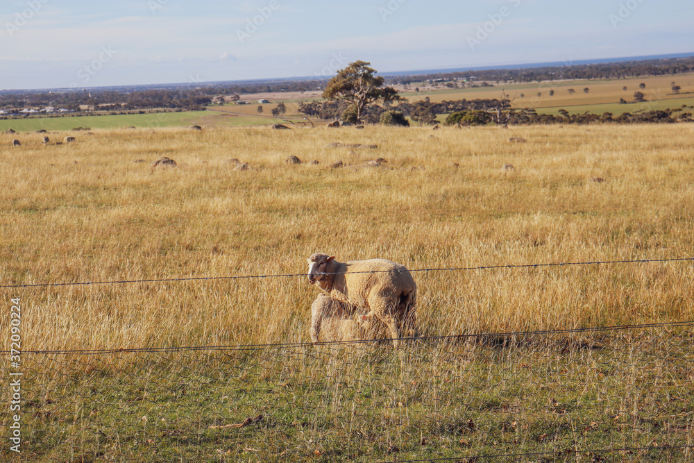 Fototapeta premium sheep feeding lamb in rural australian scene