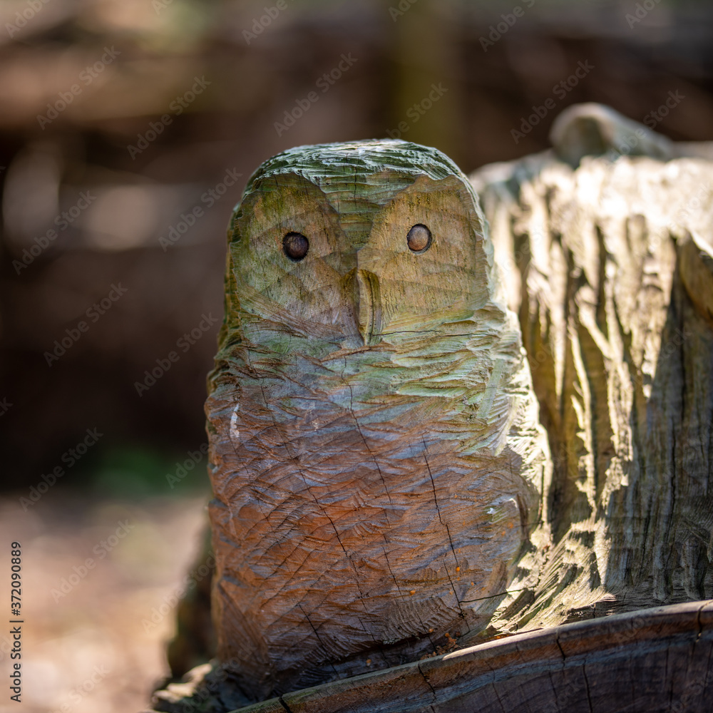 Obraz premium great horned owl
