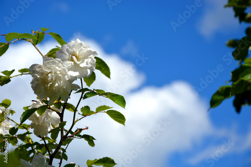White roses close up against a blue sky. Rose Bush on a background of green foliage. Flowering shrubs in the garden design.