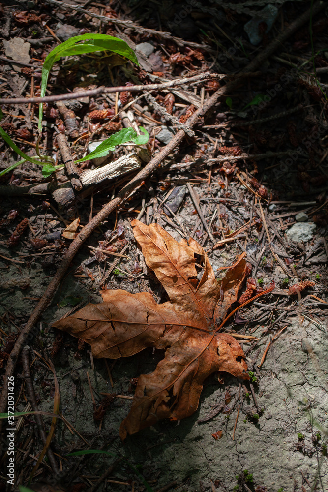 Dramatic scene of dried maple leave on the ground Dramatic scene of dried maple leave on the ground