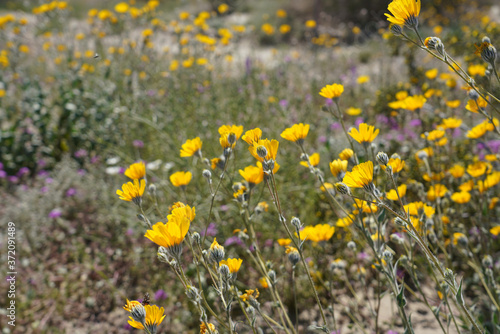 California Desert Wildflowers