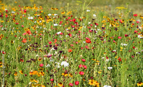 bunte Blumenwiese im Sommer