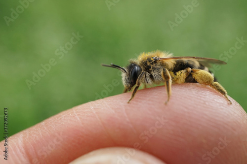 Wildbiene auf einen Finger © Revilo Lessen