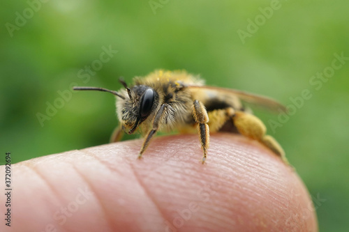 Wildbiene auf einen Finger © Revilo Lessen