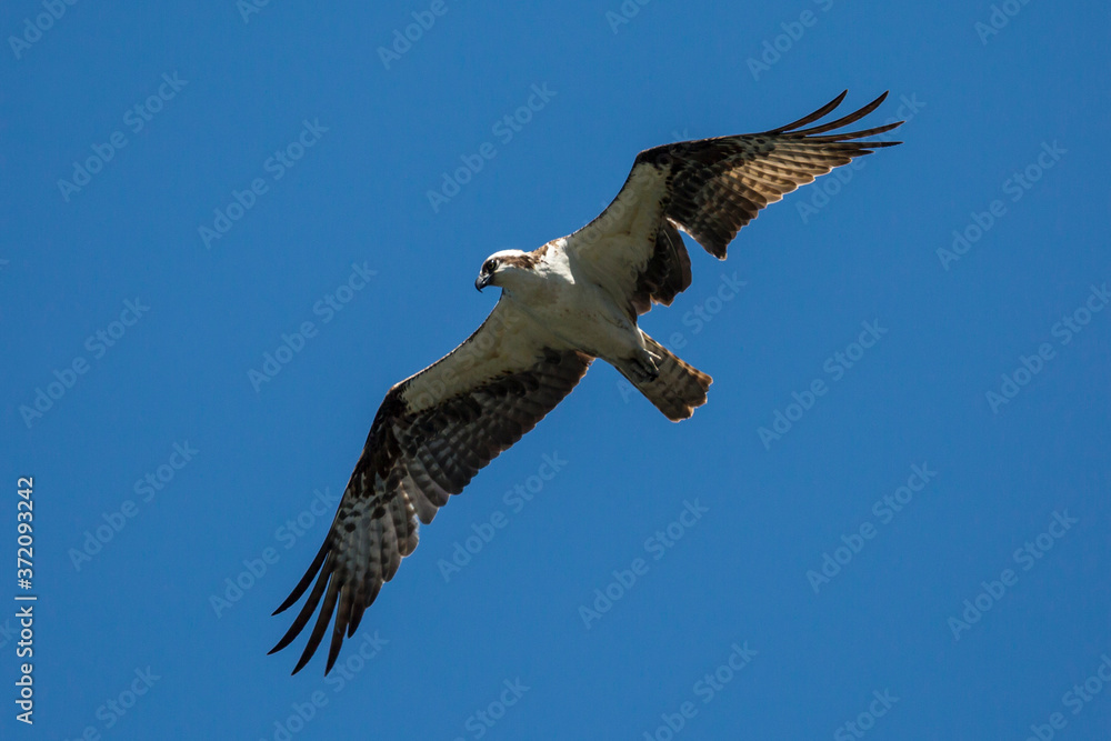 A wild osprey searching for fish at Manzanita Lake in Lassen Volcanic National Park (California). A wild osprey searching for fish at Manzanita Lake in Lassen Volcanic National Park (California).