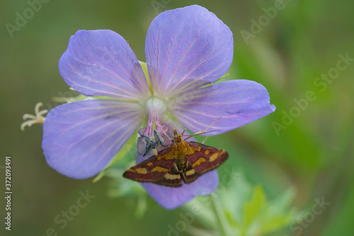 Purpurroter Zünsler afu einer Blume photo