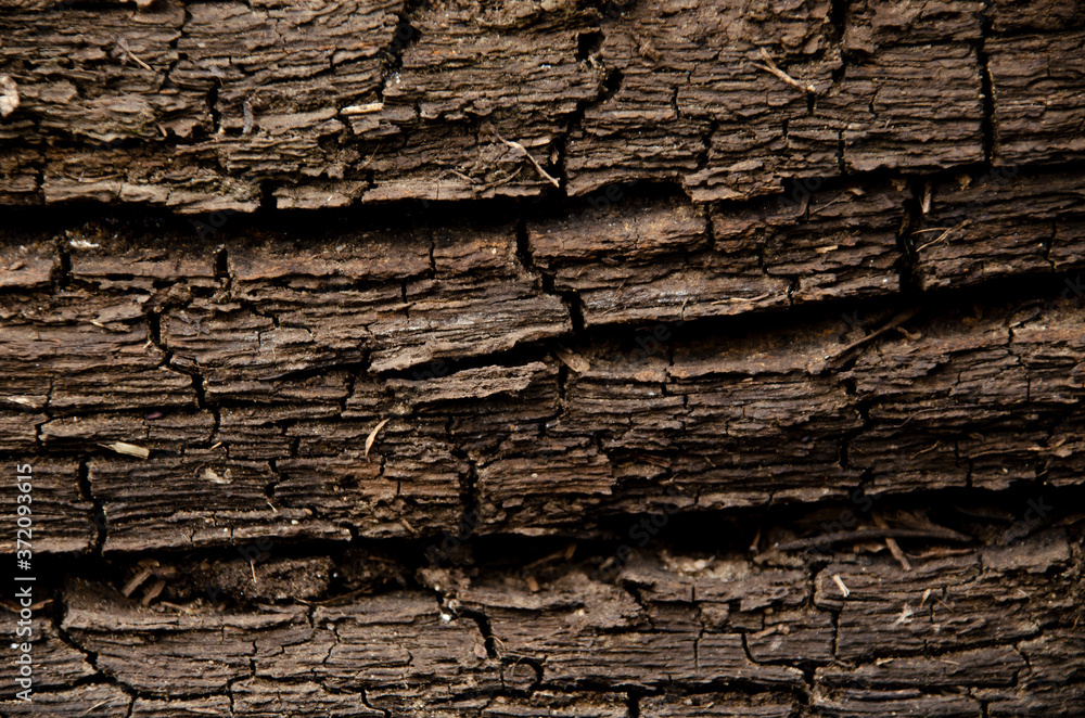 The texture of an old tree soaked in the river. The texture of an old tree soaked in the river.