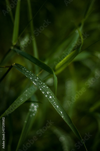 morning dew on a grass