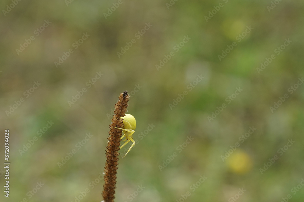 Nahansicht einer veränderlichen Krabbenspinne Nahansicht einer veränderlichen Krabbenspinne