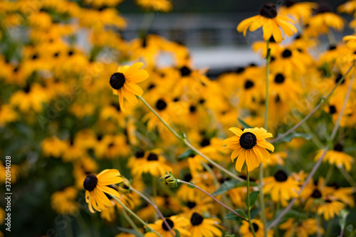 field of yellow flowers summer