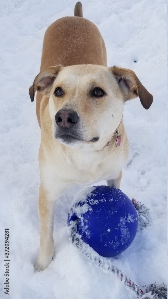 Labrador Retriever Mix standing in Minnesota snow with her favorite toy in front of her. 