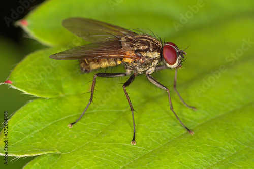 Detailed close-up portrait of fly with big red faceted eyes, sitting on a green leaf © IuriiA